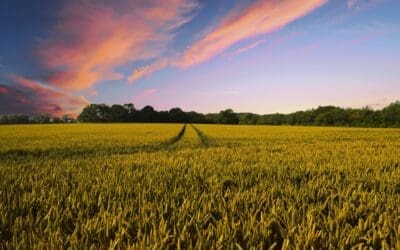 The Farmland Solar Debate – How We Can Help